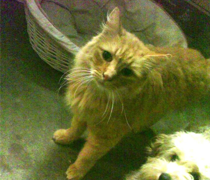 意甲焦点战激战正酣，皇家社会欧战力克挪威劲旅