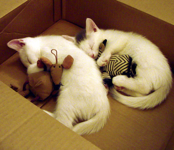 跨界风暴，篮网强行终结浙江队，米切尔F1街道赛称王