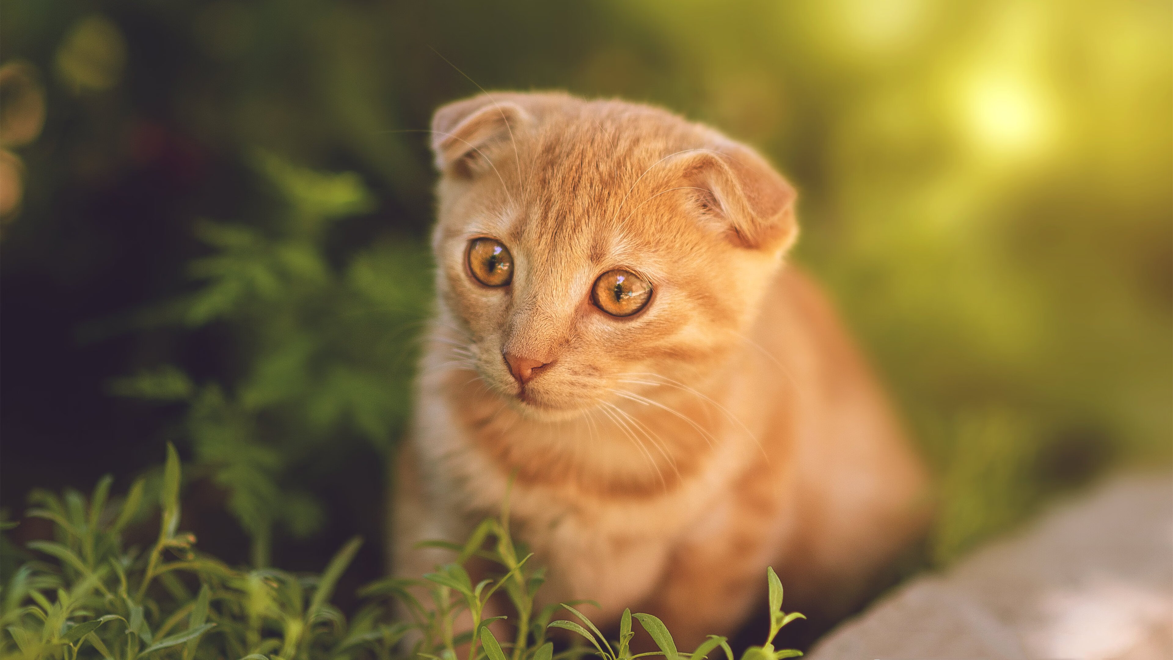 双线霸权，广东队体系绞杀辽骑，哈登奥运关键战诠释美式单挑