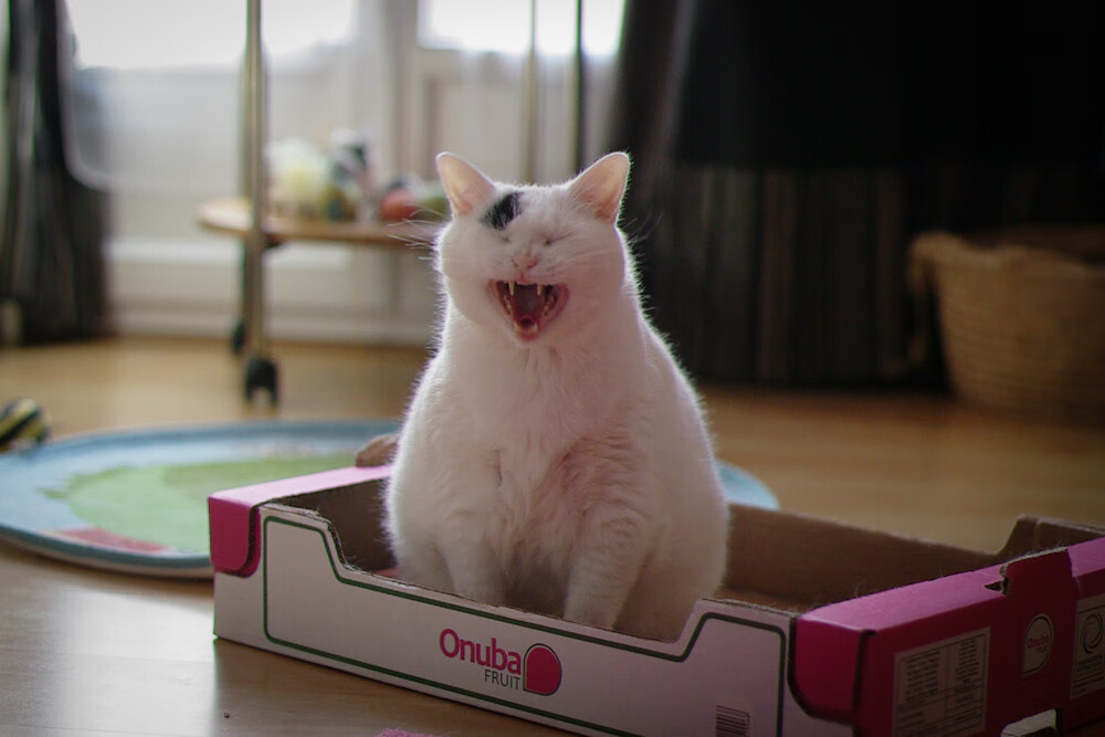 伊布神锋不老拉开争冠差距，尼斯铁血鏖战曼城虽败犹荣