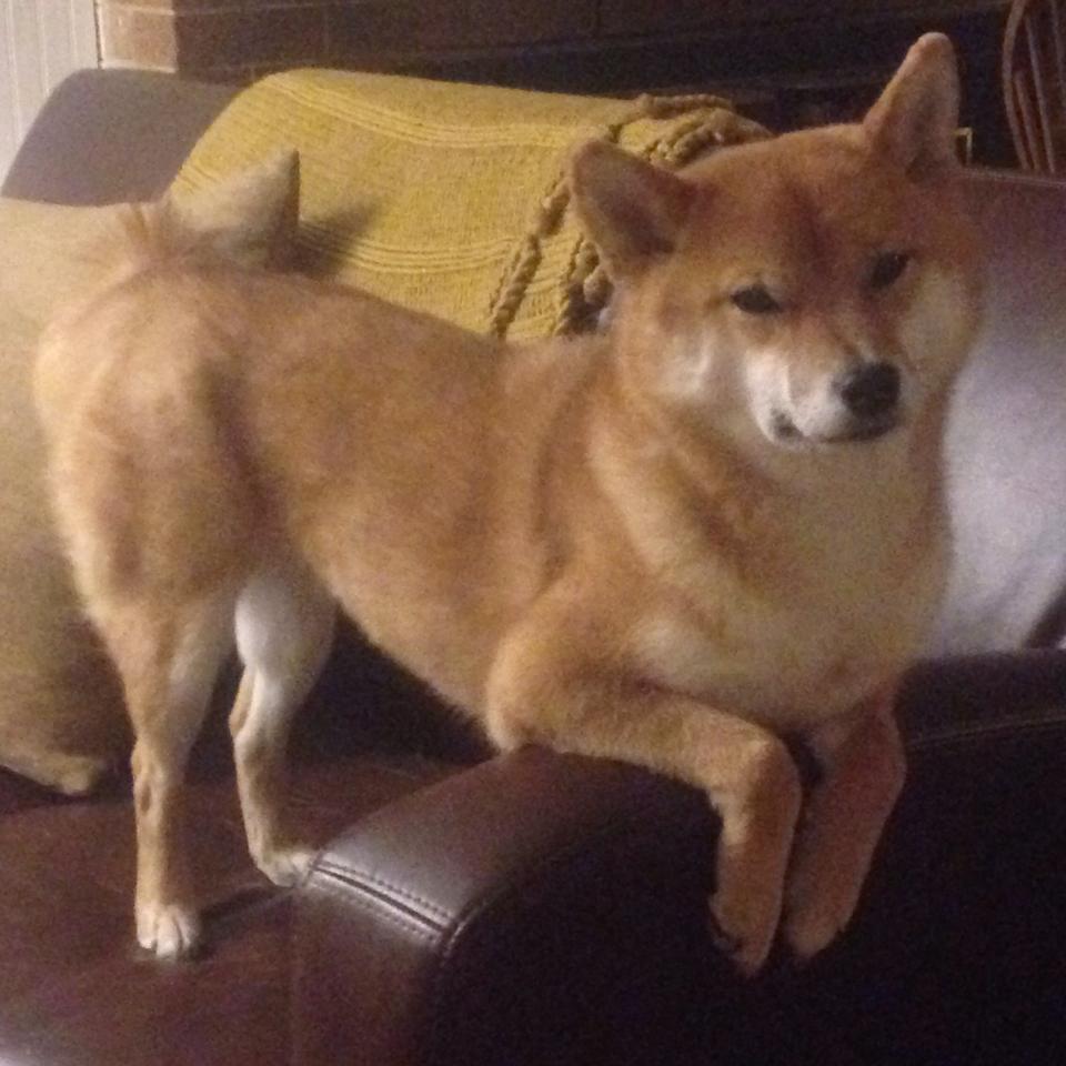 智利轻取韩国，范戴克季后赛抢七接管比赛—体育之夜的激情与荣耀