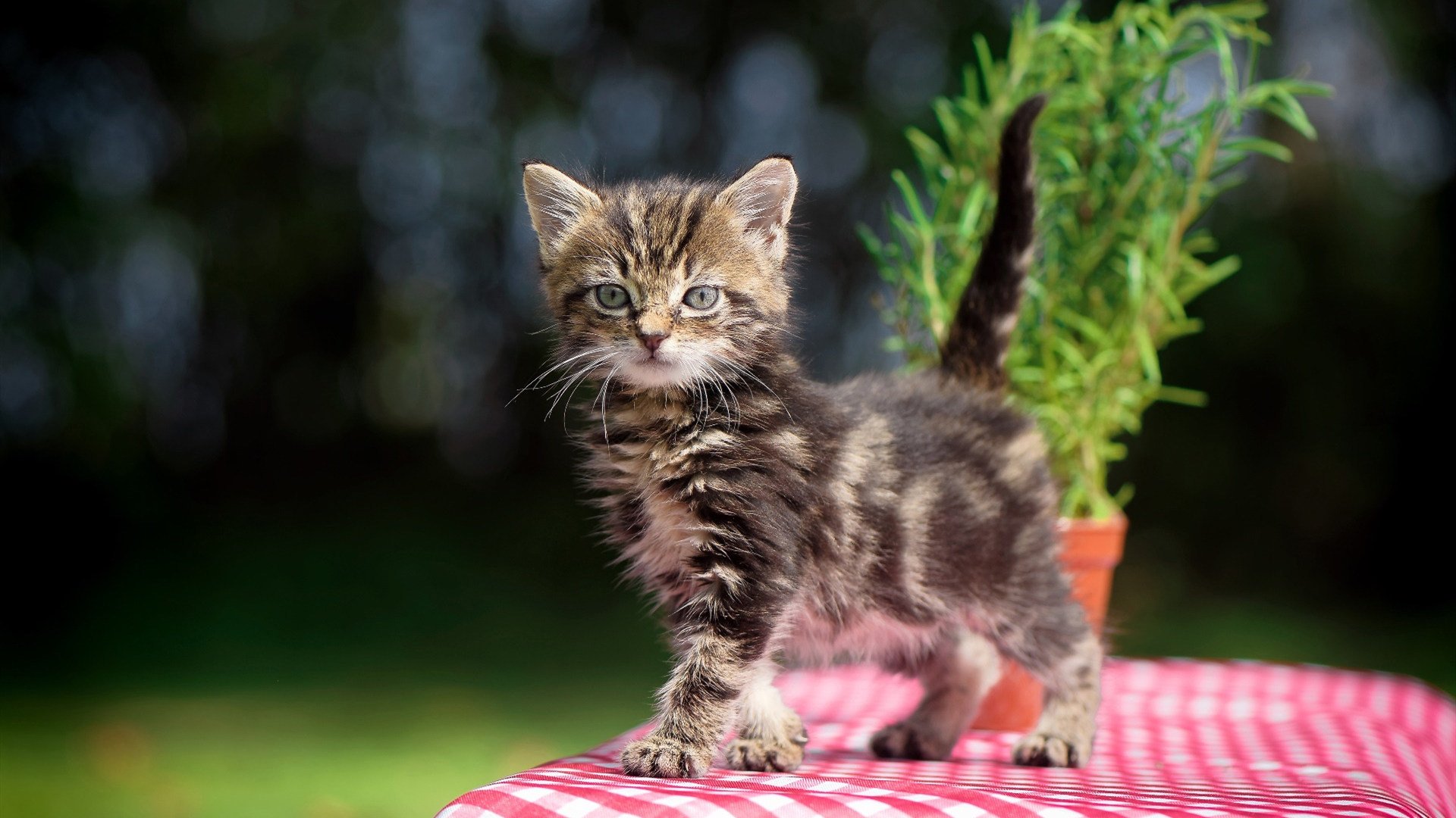 羽翼下的重压与孤星的破晓，当集体钢铁遇上个体烈焰