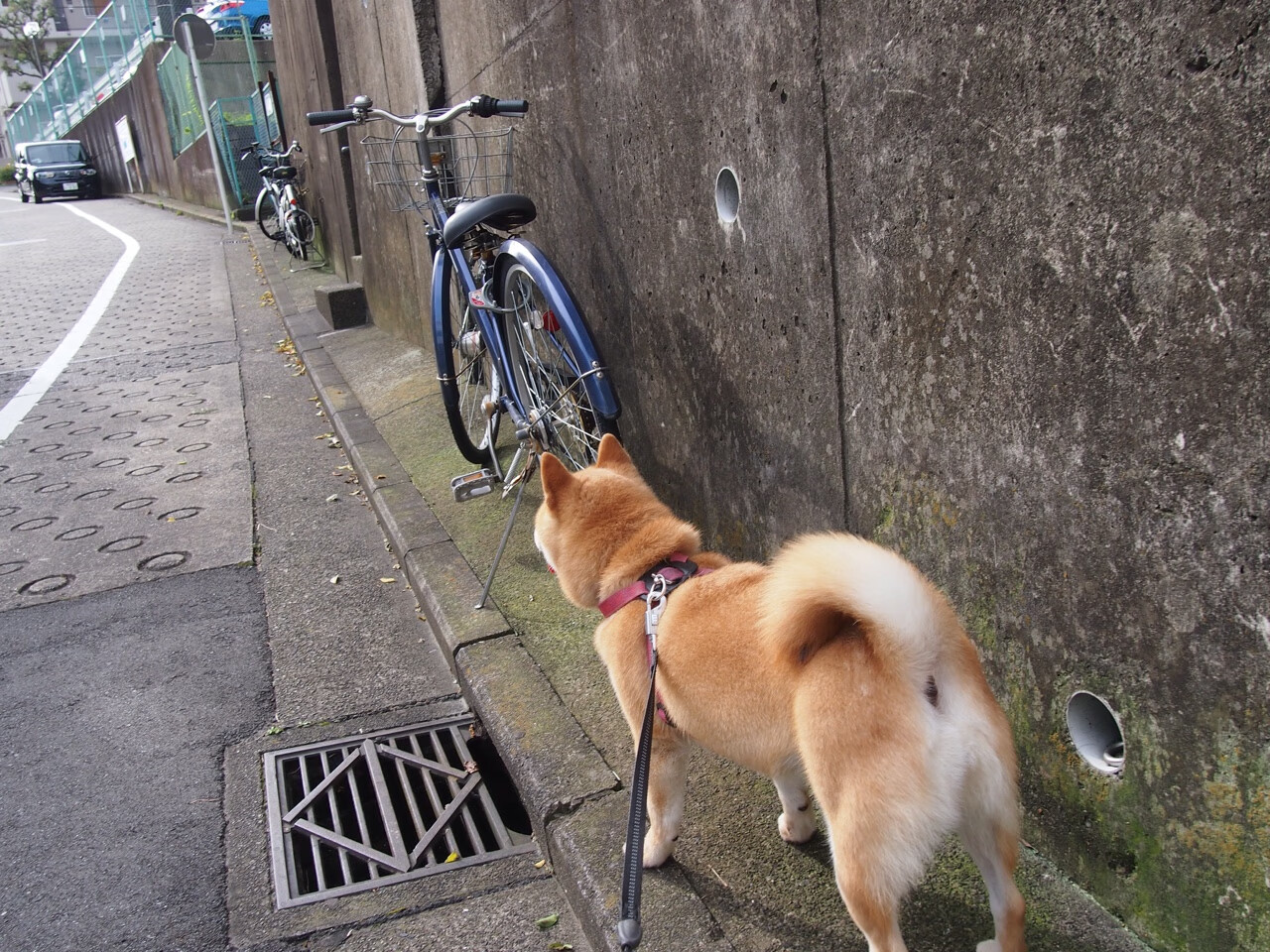 佩德里魔法时刻，智利淘汰赛力克冰岛，天才中场一传一射主宰战局