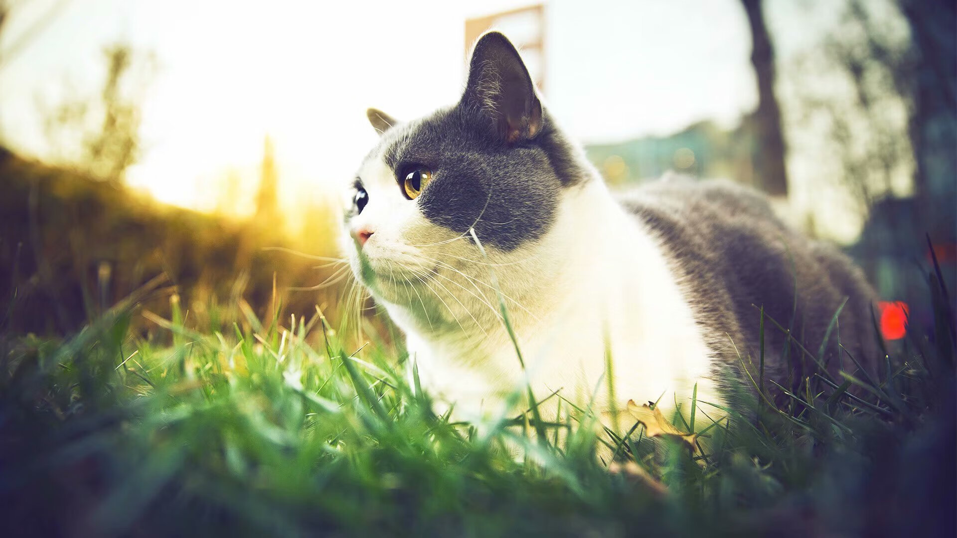 猛龙三分雨淹没东北虎,贝恩关键回合尽显冷血杀手本色