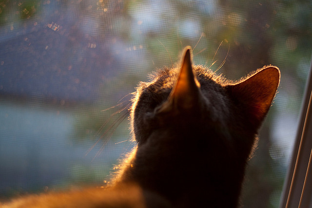 绿茵方程式,当埃及在F1街道赛用高压逼抢战术彻底绞杀波兰