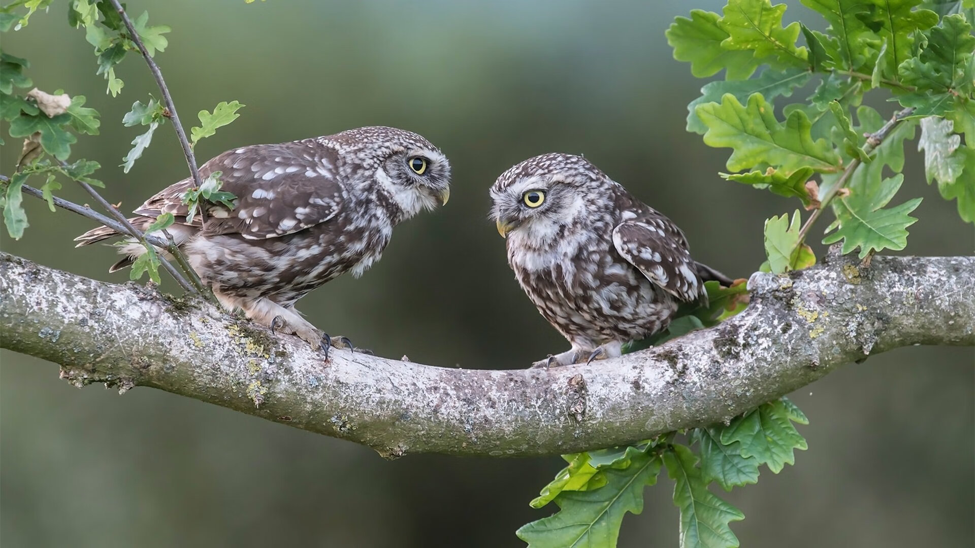 中国对阵国际米兰,哈弗茨的无解表演,对手防线崩溃之夜