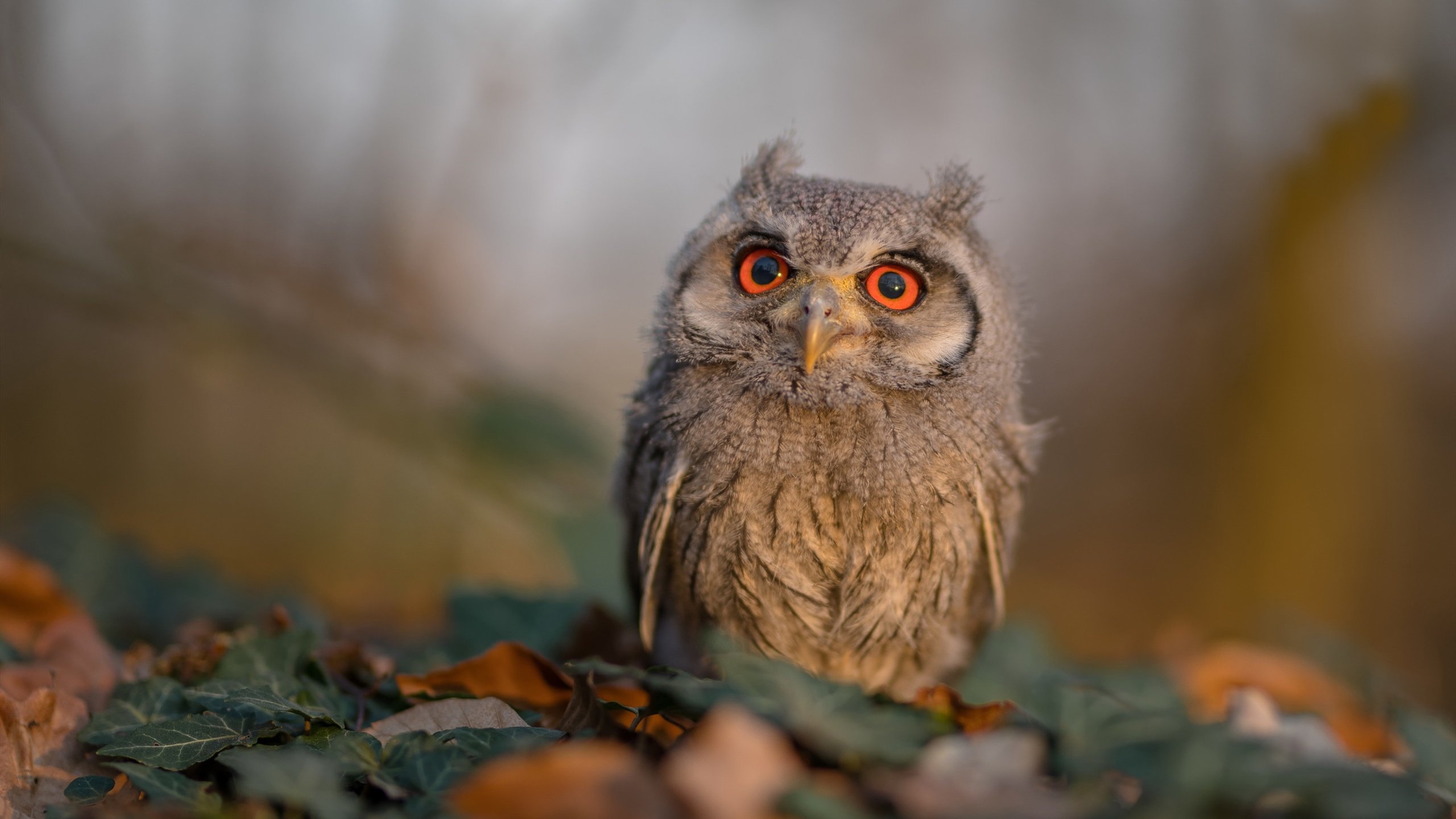 新星佩德里闪耀全场,里昂对阵莱比锡红牛,一场由天才重新定义的比赛