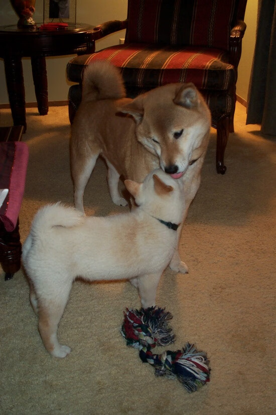 隔空共振，德罗赞纪录之夜与骑士绝杀背后的体育史诗