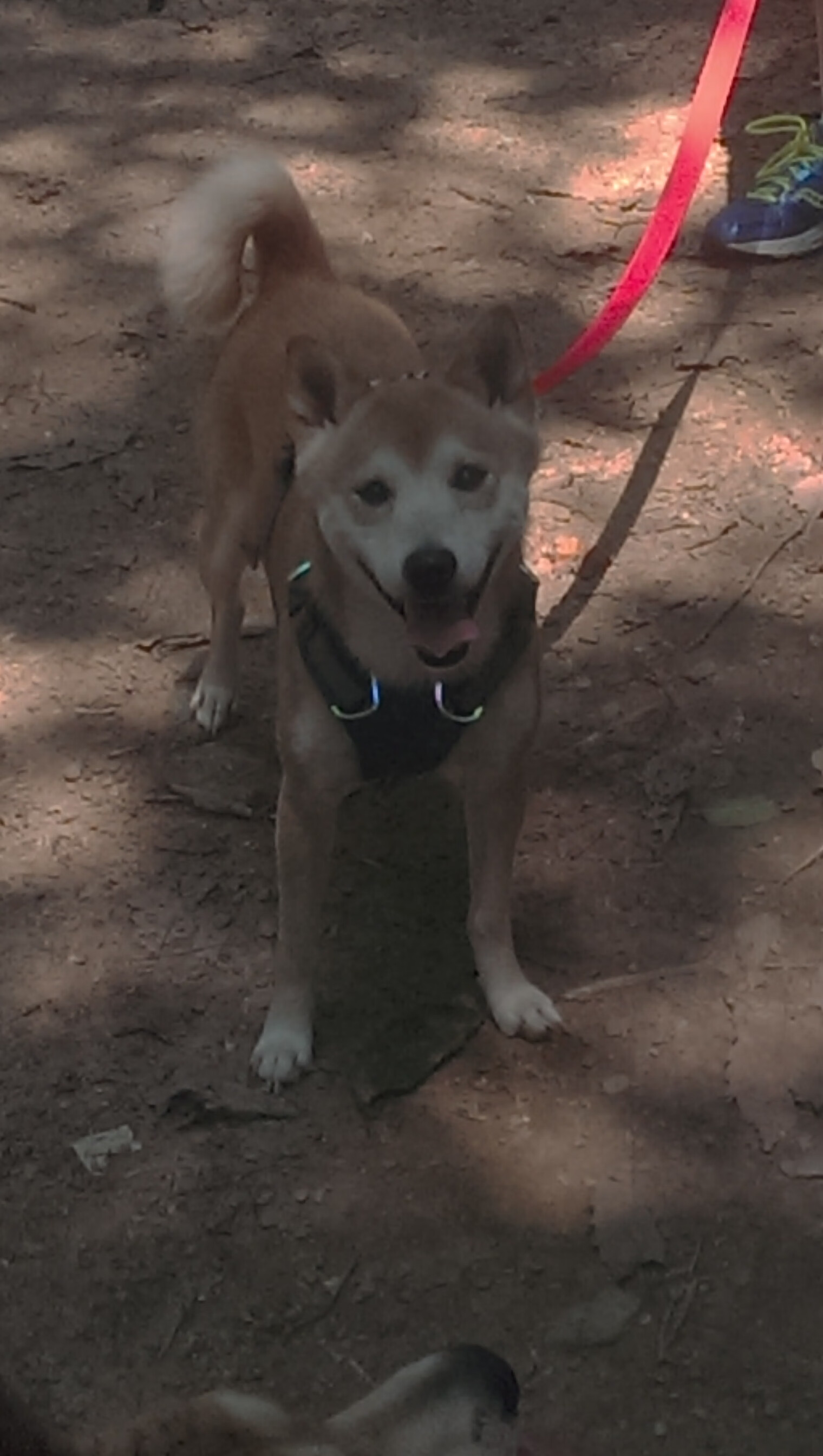 终场哨响前的回响，法比尼奥在罗马与墨西哥之战中定义伟大