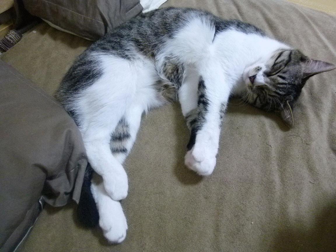 终场哨响前的回响，法比尼奥在罗马与墨西哥之战中定义伟大