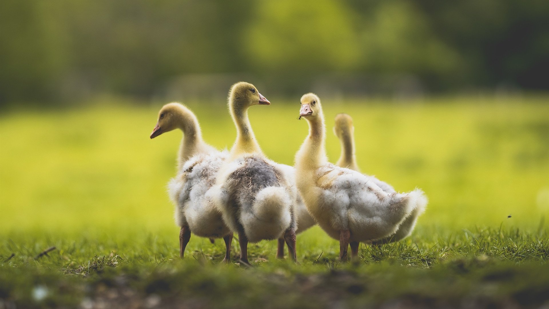 卡塔尔绝境求生！苏亚雷斯运筹帷幄，2026世界杯A组关键战险胜越南