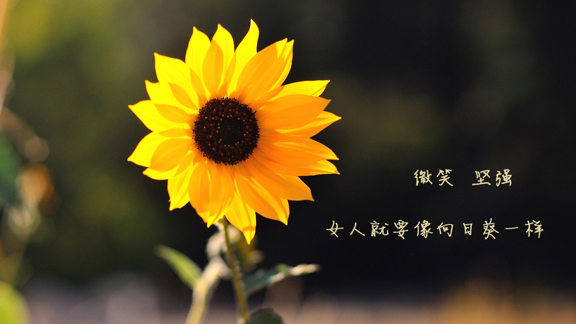奇幻的三角，姆巴佩在2026世界杯D组扮演罗马尼亚vs摩洛哥这一局的隐形支点